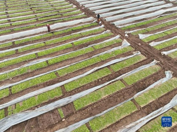 体育游戏app平台　　新华社发（苗秋闹摄）　　2月8日-开云「中国」kaiyun体育网址-登录入口